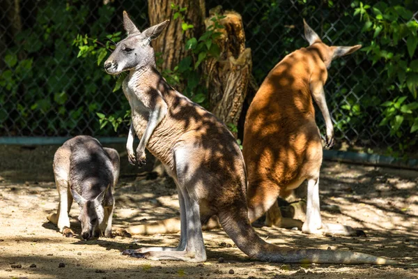 The red kangaroo, Macropus rufus is the largest of all kangaroos, the largest terrestrial mammal native to Australia, and the largest extant marsupial.