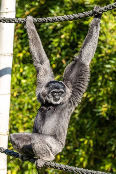 Gibbon Argenté Hylobates Moloch Gibbon Argenté Figure Parmi Les Espèces — Photo