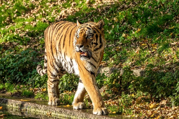 Tigre Siberiana Panthera Tigris Altaica Gatto Più Grande Del Mondo — Foto Stock