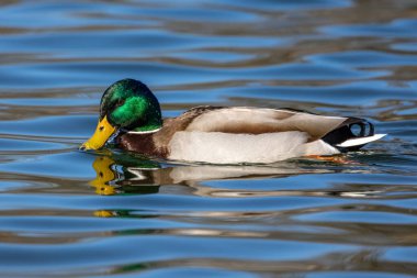 Yaban ördeği, Anas Platyrhynchos bir amatör ördektir. Burada Münih, Almanya 'da bir gölde yüzüyorlar.