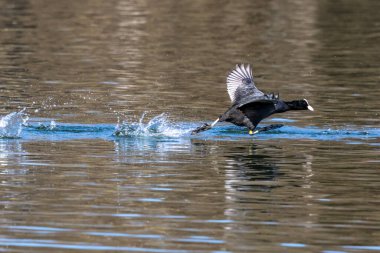 Avrasya yaban ördeği (