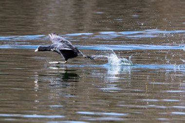 Avrasya yaban ördeği (