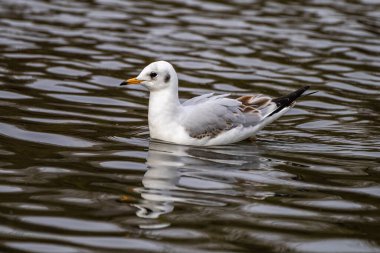 Avrupa ringa martı, Larus argentatus büyük bir martıdır, Batı Avrupa kıyıları boyunca en çok bilinen martılardan biridir.