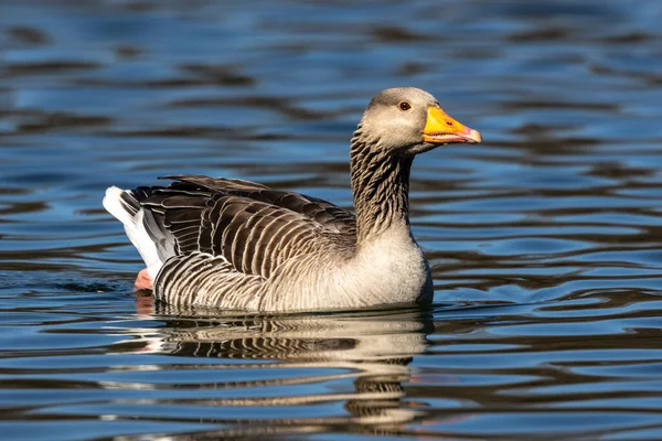 Greylag Goose Anser Anser Species Large Goose Waterfowl Family Anatidae — Stock Photo, Image