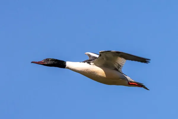 Common Merganser Goosander Mergus Merganser Volando Sobre Lago Kleinhesseloher Jardín — Foto de Stock