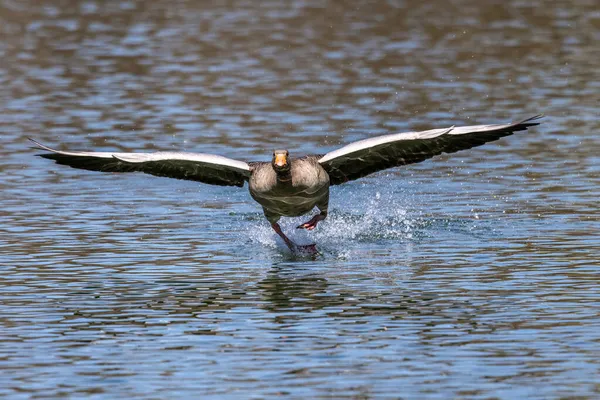 Greylag Goose Anser Anser Egy Faj Nagy Liba Vízimadár Család — Stock Fotó