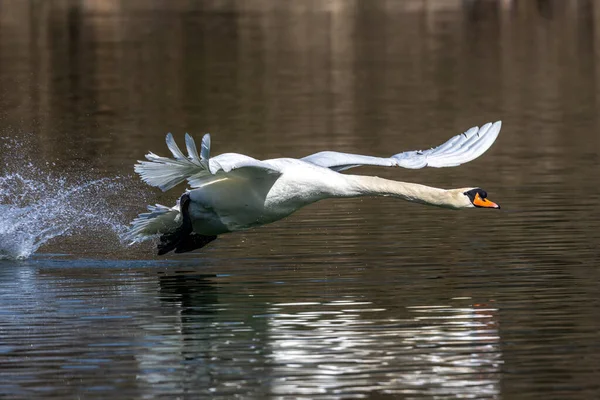 Łabędź Niemy Cygnus Olor Gatunek Łabędzia Rodziny Anatidae Latający Nad — Zdjęcie stockowe