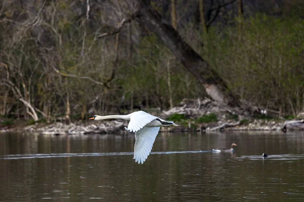 Dilsiz Kuğu Dilsiz Kuğu Anatidae Familyasından Bir Kuğu Türüdür Burada — Stok fotoğraf