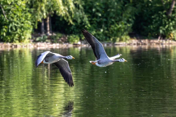 Gâsca Cap Bar Zboară Deasupra Unui Lac Din München Anser — Fotografie, imagine de stoc