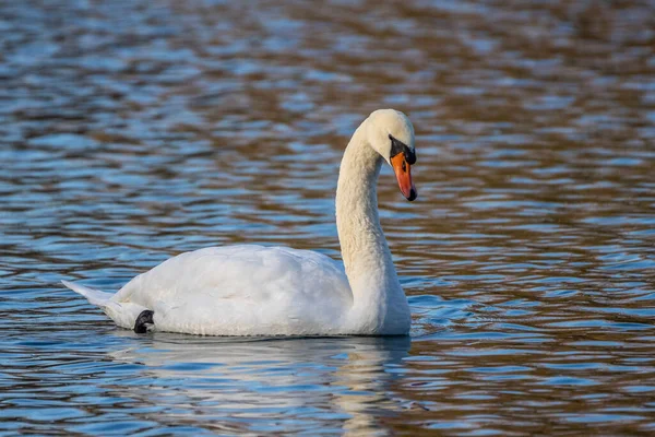 Den Stumma Svanen Cygnus Olor Svansart Och Medlem Sjöfågelfamiljen Anatidae — Stockfoto