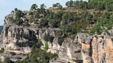 Griffon akbabaları, Gyps fulvus İspanya 'da Ua' daki Serrania de Cuenca 'da uçuyor. La Raya ve El Escalern Ua 'da