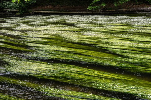 Floraison Pied Biche Ranunculus Fluitans Dans Rivière Wuerm Leutstetten Près — Photo