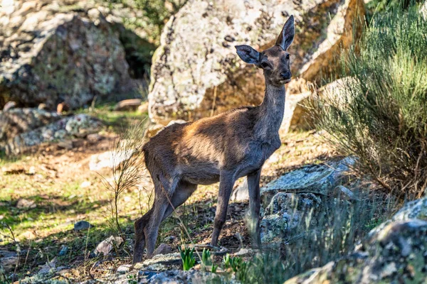 Ciervo Rojo Ibérico Cervus Elaphus Hispanicus Parque Nacional Monfrague Cáceres — Foto de Stock
