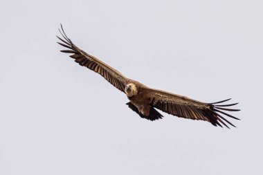 Griffon akbabası, Gyps Fulvus Monfrague Ulusal Parkı 'nda Salto del Gitano' da uçuyor. Caceres, Extremadura, İspanya.