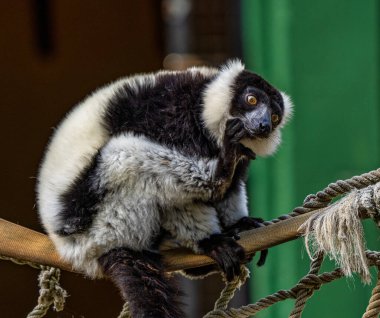 Siyah beyaz lemur, Varecia variegata Jerez de la Frontera, Endülüs İspanya