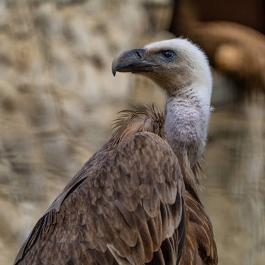 Griffon akbabası, Jerez de la Frontera 'da Gyps fulvus, İspanya' da Endülüs