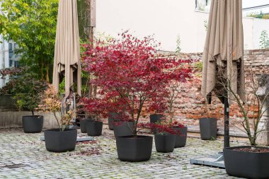 Münih, Almanya ve Avrupa 'da üniversite ve Odeonsplatz yakınlarındaki Amalien Geçidi manzarası