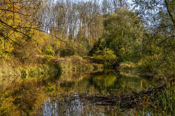 Höststämning Skogen Längs Floden Isar Ismaning München Bayern Tyskland Europa — Stockfoto