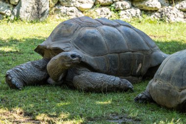 Aldabra dev kaplumbağa, Curieuse Deniz Ulusal Parkı, Curieuse Adası, Seyşeller