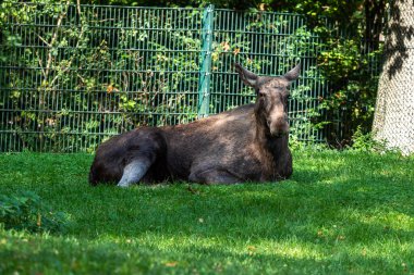 Avrupa geyiği, Alces alces, geyik olarak da bilinir. Vahşi yaşam hayvanı.