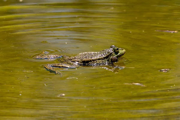 Κοινός Βάτραχος Rana Temporaria Ένα Μόνο Ερπετό Croaking Στο Νερό — Φωτογραφία Αρχείου