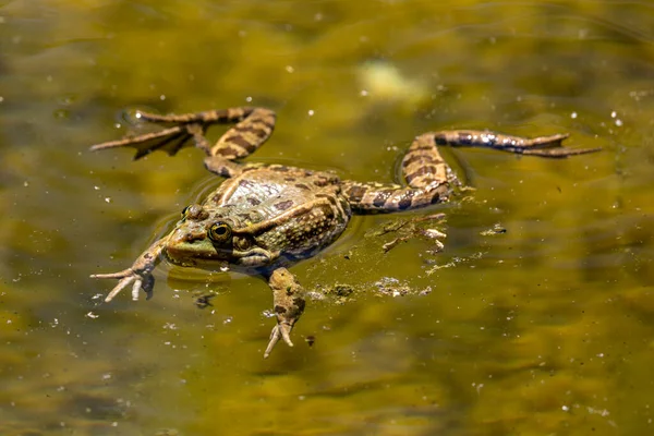 Κοινός Βάτραχος Rana Temporaria Ένα Μόνο Ερπετό Croaking Στο Νερό — Φωτογραφία Αρχείου