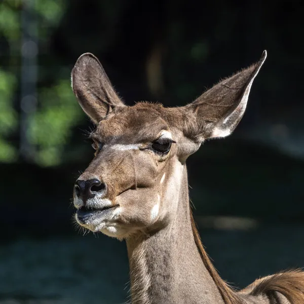 Elande Comum Taurotragus Oryx Também Conhecido Como Elande Sul Antílope — Fotografia de Stock