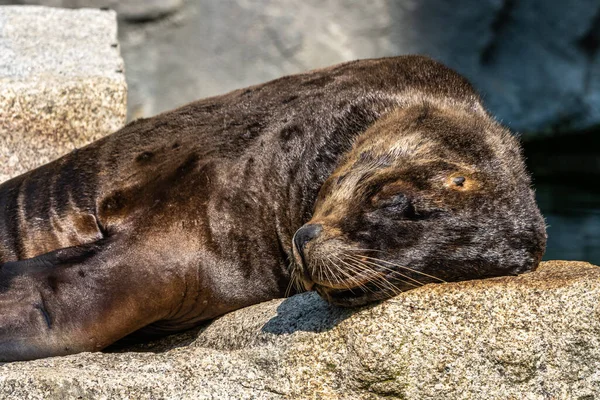 The South American sea lion, Otaria flavescens, formerly Otaria byronia, also called the Southern Sea Lion and the Patagonian sea lion