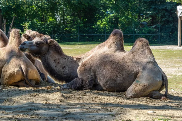Cammelli Battriani Camelus Bactrianus Sono Grande Ungulato Dalle Dita Pari — Foto Stock