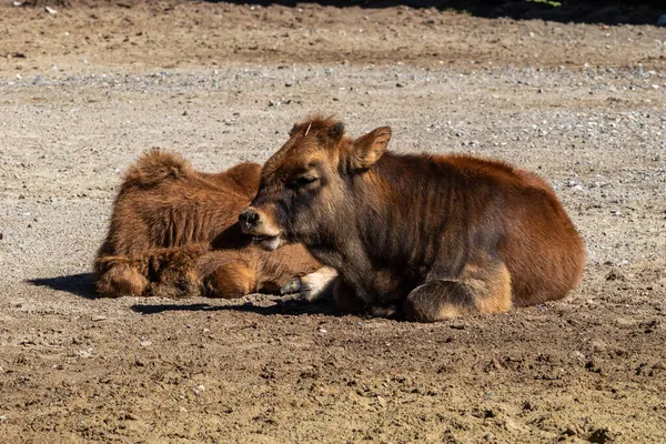 Joven Bebé Heck Ganado Bos Primigenius Taurus Afirmó Que Asemejan — Foto de Stock