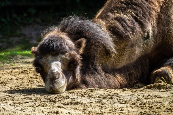 Καμήλες Bactrian Camelus Bactrianus Είναι Ένα Μεγάλο Ομοιόμορφο Οπληξία Εγγενές — Φωτογραφία Αρχείου