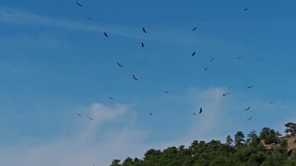 Griffon Vultures Gyps Fulvus Flying Serrania Cuenca Spain Raya Escalern — Stock Video