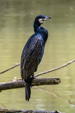 Kuzey yarımküre boyunca büyük siyah karabatak olarak bilinen büyük karabatak, Avustralya 'daki siyah karabatak ve Yeni Zelanda' nın daha güneyindeki siyah karabatak