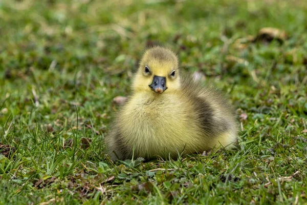 Närbild Vacker Gul Fluffig Grågås Baby Gosling Våren Anser Anser — Stockfoto
