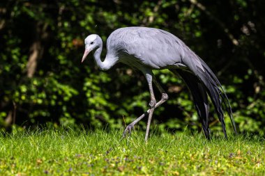 Grus paradisea, Güney Afrika 'ya özgü nesli tükenmekte olan bir kuş türü. Güney Afrika 'nın ulusal kuşudur.