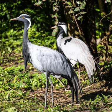 Demokiselle Crane ve Anthropoides başak kuşları gün boyunca açık yeşil çayırlarda yaşarlar. Orta Avrupa 'da bulunan bir turna türüdür.
