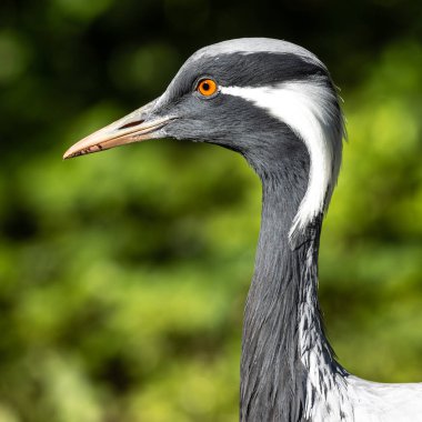 Demokiselle Crane ve Anthropoides başak kuşları gün boyunca açık yeşil çayırlarda yaşarlar. Orta Avrupa 'da bulunan bir turna türüdür.
