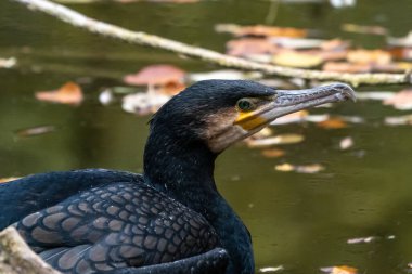 Kuzey yarımküre boyunca büyük siyah karabatak olarak bilinen büyük karabatak, Avustralya 'daki siyah karabatak ve Yeni Zelanda' nın daha güneyindeki siyah karabatak