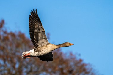 Anser anser, Anatidae familyasından Anatidae familyasından bir kaz türü. Burada havada uçuyor..