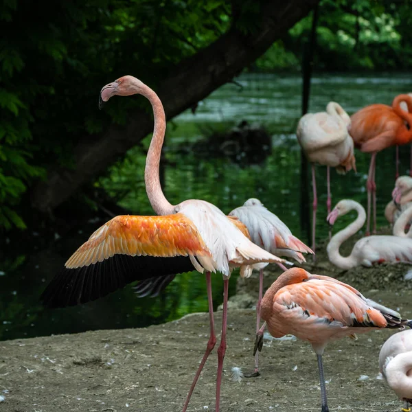 Flamant Rose Américain Phoenicopterus Ruber Est Une Grande Espèce Flamant — Photo