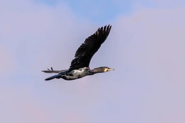 Havada Uçan Büyük Karabatak Kuzey Yarımkürede Büyük Siyah Karabatak Olarak — Stok fotoğraf