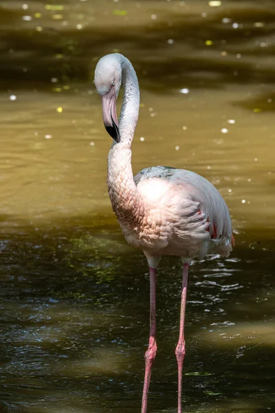 Американский Фламинго Phoenicopterus Ruber Большой Вид Фламинго Известный Карибский Фламинго — стоковое фото