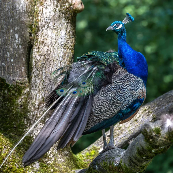 Indian Peafowl Blue Peafowl Pavo Cristatus Large Brightly Coloured Bird — Stock Photo, Image