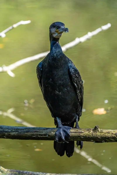 Grande Cormorano Phalacrocorax Carbo Conosciuto Come Grande Cormorano Nero Attraverso — Foto Stock