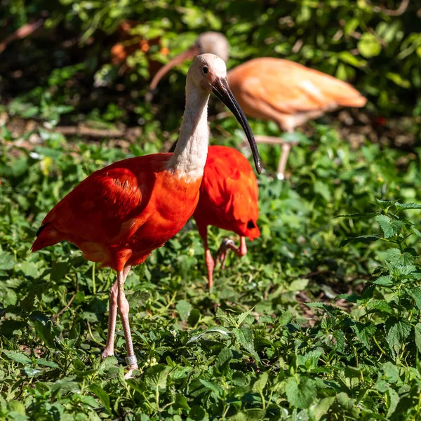 Eudocimus Ruber Est Une Espèce Oiseaux Famille Des Threskiornithidae Habite — Photo