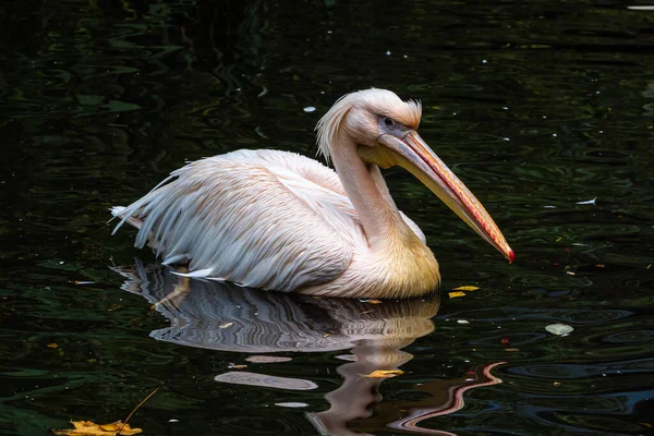 Büyük Beyaz Pelikan (