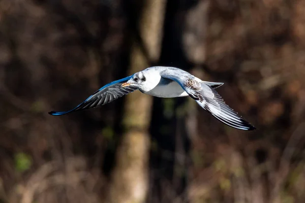 欧洲鲱鱼海鸥 Larus Argentatus 是一种大型海鸥 是西欧沿岸最有名的海鸥之一 在空中飞翔 — 图库照片