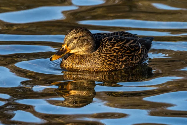 Ánade Real Anas Platyrhynchos Pato Juguetón Aquí Nadando Lago — Foto de Stock