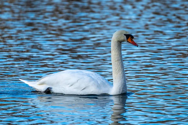 Мутный Лебедь Cygnus Color Вид Лебедя Представитель Семейства Водяных Дупелей — стоковое фото