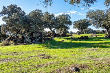 İnanılmaz Dehesa Extremena, Montanchez, Extremadura 'daki eski taş çitlerle batı İspanya' da inanılmaz bir manzara.